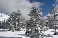 �O��܂łɍ~�����Ⴊ�؁X�ɒ��Ⴕ�Ă����Y�킾�B