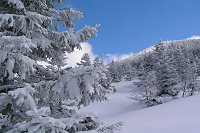 ���������i�F�������������̂��B