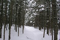 ���т̓����T�N�T�N�Ɛi�ށB