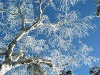 �������X����ɉf����B