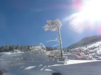 �؁X�̖w�ǂ͕����i�����j�Ɍ����Ă���B