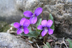 �Ί_�ɍ炭�q���X�~���B