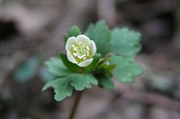 �������Ԃ̃g�E�S�N�T�o�m�I