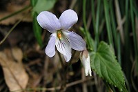 �i�K�o�m�X�~���T�C�V��