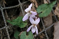 �W���s���N�F�̃q�i�X�~��