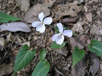 �i�K�o�m�X�~���T�C�V��