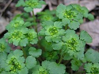 �ΐF���Y��ȃ��}�l�R�m��