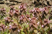 �q���I�h���R�\�E�����鏊�ɌQ��������Ă���B