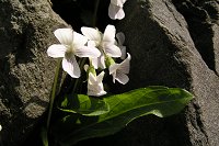 �Ί_����Ђ傱��ƍ炢�Ă����A���A�P�X�~���B