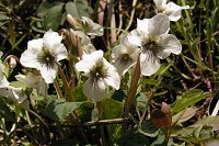 �}���o�X�~��