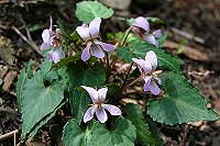 �o�R���t�߂ɍ炢�Ă����������̗ǂ��q�i�X�~���B