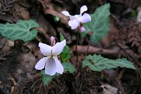 ��r�I�����͂�����o�Ă���t�C���q�i�X�~���B