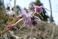 �C�J���\�E���Q�����B