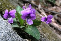 �I�J�X�~���B