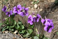 �j�I�C�^�`�c�{�X�~���͍����̂悤�ȍ��肾�B