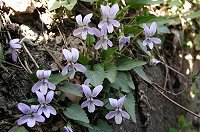 �R�X�~���B