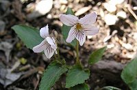 �i�K�o�m�X�~���T�C�V���̕ώ�B�Ԃ�������ƈႤ�B