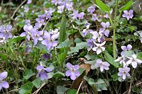 �^�`�c�{�X�~���̌Q���B�������Ԃ��������Ă��邪���̔��͂����炭��ߐ��̂��́B