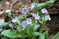 �W�����̃��}�����\�E�B