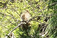 �؂̏�ɍ���V���H�ׂĂ���쐶�̃T���B