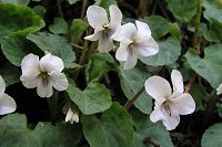 �}���o�X�~�����炫�o�����B