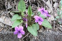 �I�J�X�~���B���وȊO�ɂ��܂�т������B