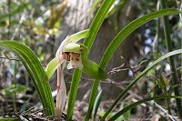 �n��ɂ���Ă͐�Ŋ뜜��ɂ��Ă�����Ă���V���������B