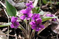 �A�J�l�X�~���B�S�̓I�ɍׂ����т������B