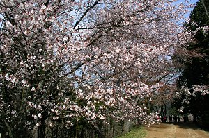 ���J�̎R�����Y��ł��B