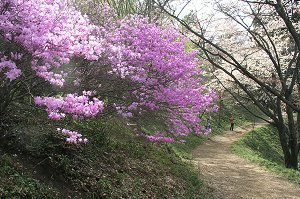 �꒚���̃~�c�o�c�c�W�����J�Ŕ������`