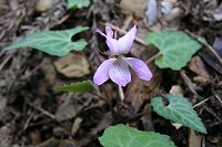 �F�̔Z���q�i�X�~���B�����������肾�B