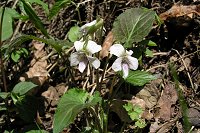 �q�J�Q�X�~���B�t�\���ΐF�B���̌̂͂����Ă����Ă��܂����B