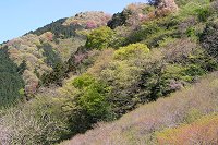 �V�΂̎R���Y��ł��B