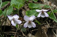 �����̃A�P�{�m�X�~���͐F���W���ł��B