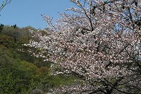 ���������̎R���������ł����B