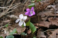 �I�g���X�~���ƃj�I�C�^�`�c�{�X�~�����������ɍ炢�Ă܂����B