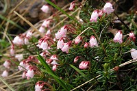 �c�K�U�N��