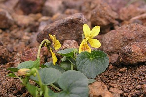 ���ꂪ���c�K�^�P�L�X�~�����I�I�@���킦�������`�`