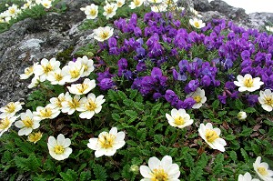 �����̂��`���E�m�X�P�\�E�A���F���I���}�m�G���h�E