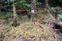 �����x�炵���ۂނ������я��ł��B