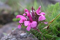 �^�J�l�V�I�K�}������܂����B