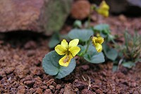 ���c�K�^�P�L�X�~�����|�c�|�c�ƍ炢�Ă���B