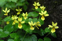 ���̃��[�g�͎��鏊�ɃL�o�i�m�R�}�m�c�����炢�Ă��܂����B