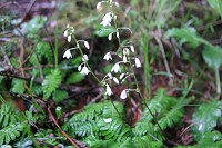 �����x�ɂ͔��ɑ����I�T�o�O�T�B