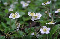 �V���o�i�m�w�r�C�`�S����R�炢�Ă܂����B