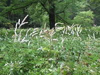 ���ӂɂ̓T���V�i�V���E�}���Q��������Ă����B