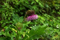 �傫�ȃA�U�~�B