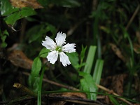 ���Ȕ����Ԃ̃Z���W���K���s�B