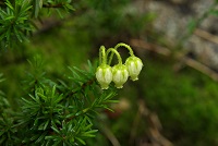 �A�I�m�c�K�U�N��