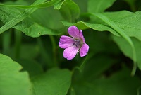 �n�N�T���t�E��